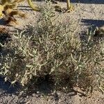 Cylindropuntia ramosissima Leaf