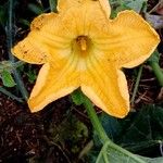 Cucurbita maximaFlower