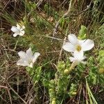 Barleria robertsoniae موطن