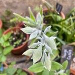 Salvia discolor Fleur