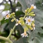 Jungia pauciflora