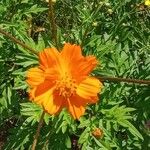 Cosmos sulphureusFlower