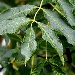 Alnus glutinosa Folio