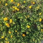 Lantana camara Traoù all