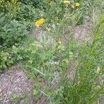 Sonchus asper Habit