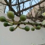 Ceiba chodatii Fruit