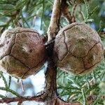 Hesperocyparis macrocarpa Fruit