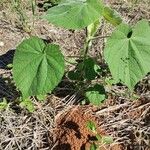 Abutilon mollissimum Φύλλο