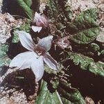 Mandragora autumnalis Агульны выгляд