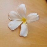 Plumeria obtusa Flor