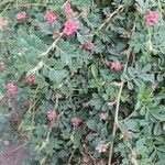Indigofera spicata Kwiat
