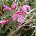 Pedicularis gyroflexa Hábito