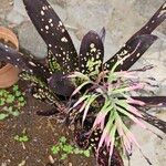 Billbergia vittata Leaf