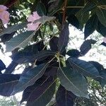 Tabebuia rosea Blatt