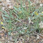 Podospermum laciniatum Habit