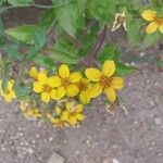 Chrysogonum virginianum Flower