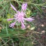 Centaurea napifolia Blomst