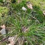 Carex pilulifera ഇല