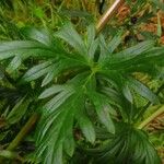 Aconitum napellus Blad