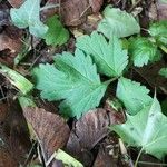 Ranunculus recurvatus Leaf