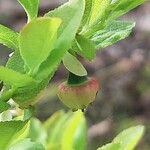 Vaccinium myrtillus 花