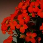 Kalanchoe blossfeldianaFleur