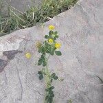 Trifolium dubium Blüte