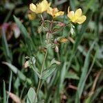 Hypericum australe Other