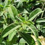 Barleria eranthemoides Hoja