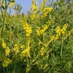 Melilotus officinalisЦветок