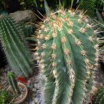 Leucostele terscheckii Lubje