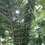 Phoenix canariensis Folha