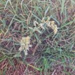 Enneapogon cenchroides Flor