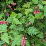 Neillia affinis Fleur