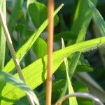 Bothriochloa barbinodis পাতা