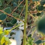 Astragalus obtusifolius Bark