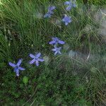 Cyananthus microphyllus Hábito