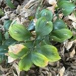 Ruscus hypophyllum Leaf