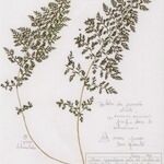 Cystopteris alpina Лист