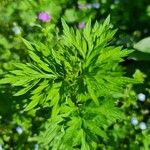 Artemisia verlotiorum Folha