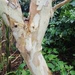 Eucalyptus leucoxylon Bark