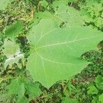 Smallanthus uvedalia Leaf