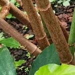 Begonia undulata Bark