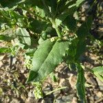 Lepidium draba Levél