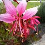 Oenothera lindheimeri Kvet