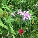 Dianthus barbatusFleur