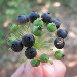 Aralia hispida Fruto