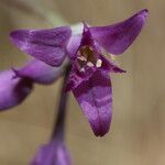 Allium acuminatum Fiore