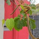 Handroanthus ochraceusপাতা