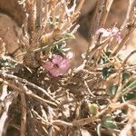 Zilla spinosa Flower